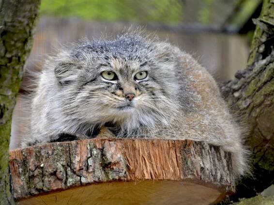 Ošetřovatel zvířat v zoo se musí postarat i o manula!