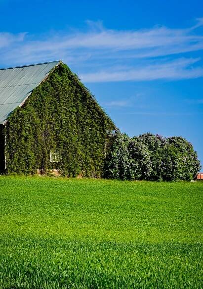 bezplatná Základová fotografie zdarma na téma architektura, botanický, břečťan Základová fotografie