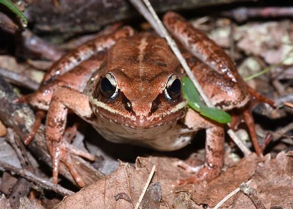Lexington Alive - Amphibians