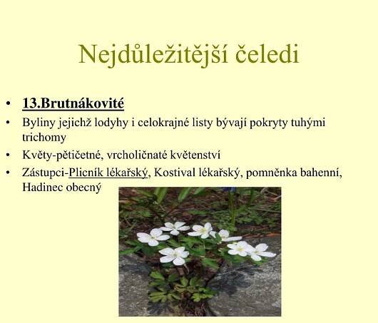 PPT - Dvouděložné rostliny PowerPoint Presentation, free download - ID:1061098