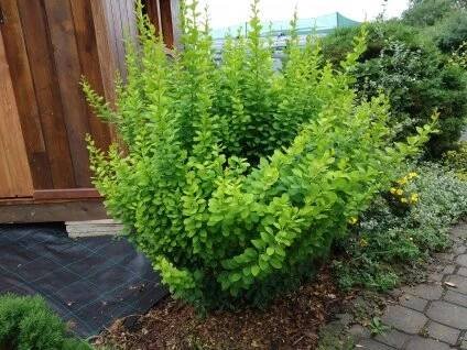 Dřišťál - Berberis thunbergii 'Erecta'