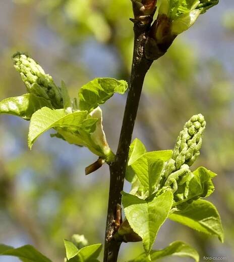 Střemcha obecná (Prunus padus)