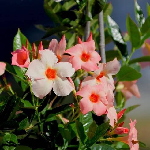 Sun Parasol® Giant Peach Sunrise Mandevilla