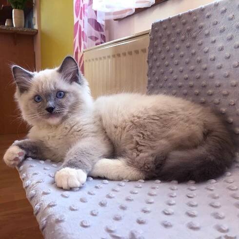 Ragdoll blue mitted - Genry Valley Tuberose *RU (RAG а 04) - 3 měsíce