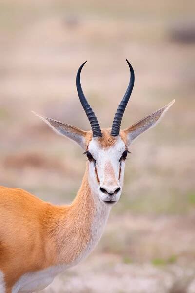 Antidorcas marsupialis