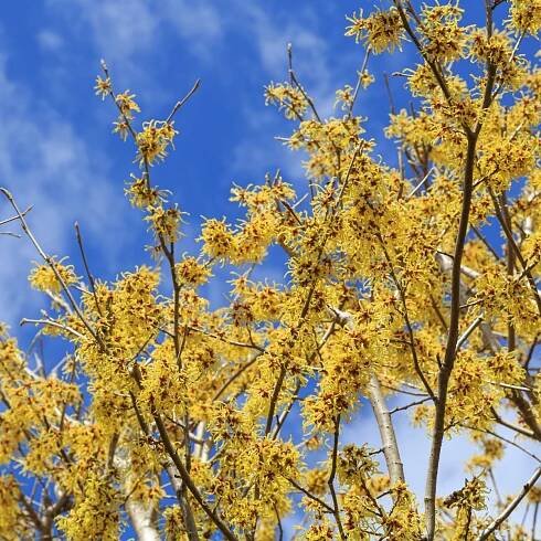 How to Grow Witch Hazel in the Garden