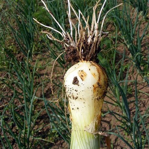 Bunching Onion - Happy Seeds Shop