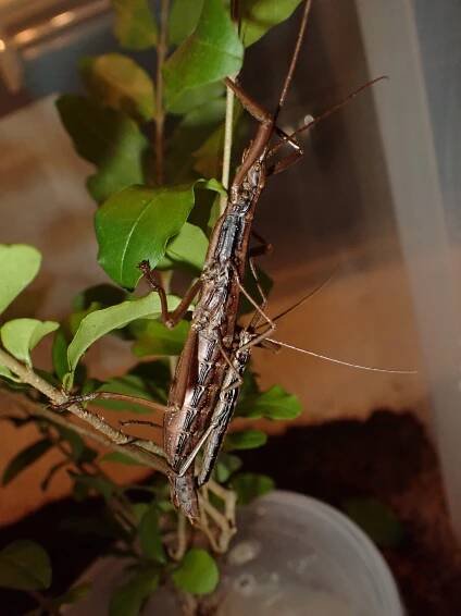 NC ONLY! Anisomorpha ferruginea -- Northern Two-Striped Walkingstick
