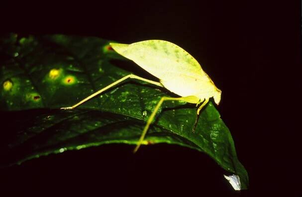 Forest Preservation | Pax Natura