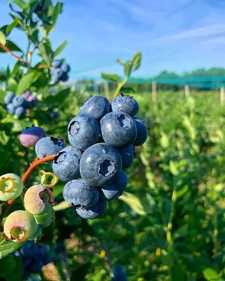 Blueberries growing under one of our nets.