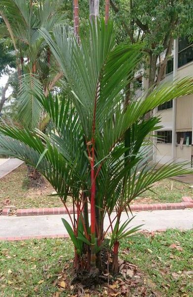 Soubor:Lipstick Palm (Cyrtostachys renda).jpg – Wikipedie