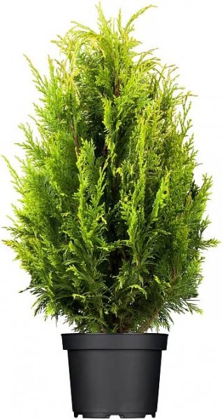 OBI Zerav západní "Smaragd" výška cca 20 - 30 cm květináč cca 2 l Thuja