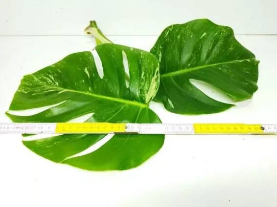 Monstera alba (deliciosa albo variegata) luxusní