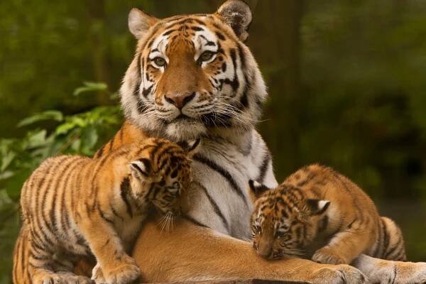 sibiřští/amurští tygři (panthera tigris altaica) - tygr - stock snímky, obrázky a fotky