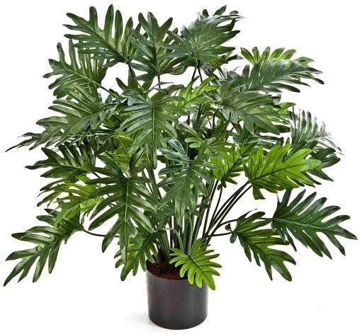 PHILODENDRON SELLOUM, 75cm