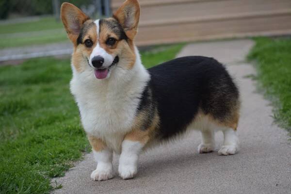 A black and white corgi dog is standing on a sidewalk.