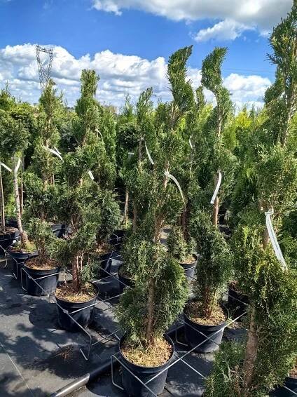 Thuja Occidentalis - THUJE SMARAGD Zerav západní - Stříhaná spirálka Rostlina v podobě sazenice v nádobě 2–3 l