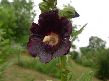 Topolovka růžová – černá var. nigra (Alcea rosea var. nigra)
