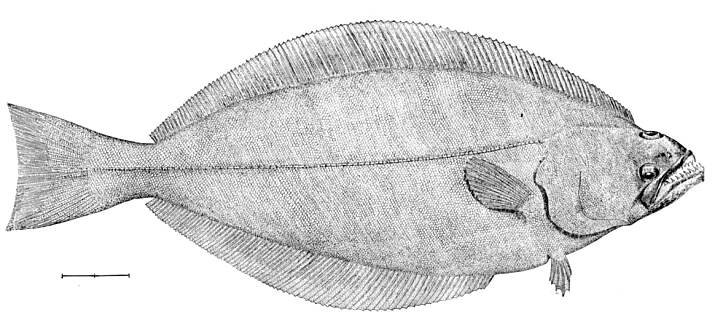 Schwarzer Heilbutt