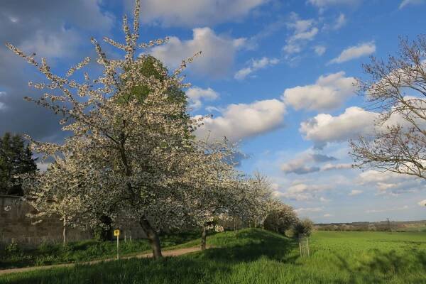 Připomínáme naši FOTOSOUTĚŽ na téma OVOCNÉ STROMY – MAP Hořice