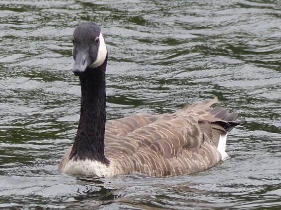Branta canadensis (Linnaeus, 1758); berneška velká
