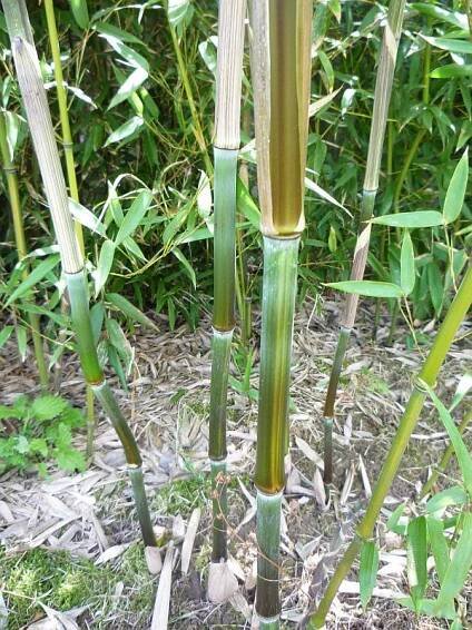 Phyllostachys aureosulcata | Zimovzdorné bambusy a pěstování bambusů u nás