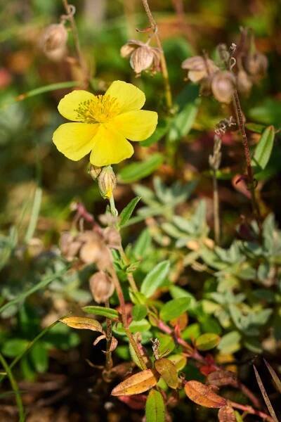 Devaterník velkokvětý (Helianthemum grandiflorum)