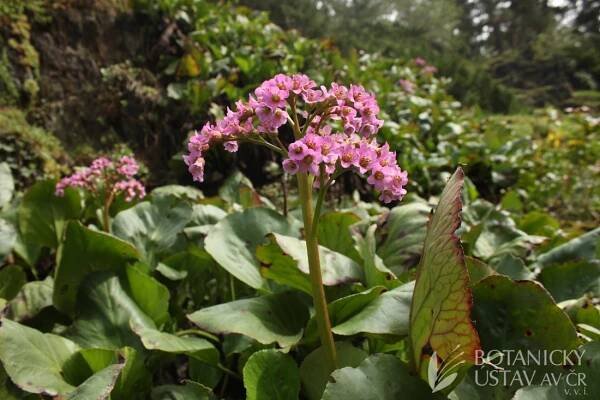 Bergenia crassifolia - bergénie tučnolistá | Lukáš Hrdinka | Autoři | iBotky.cz