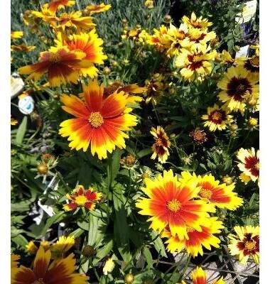 Krásnoočko trpasličí mix - Coreopsis hybrida - prodej semen - 200 ks od 29 Kč - Heureka.cz