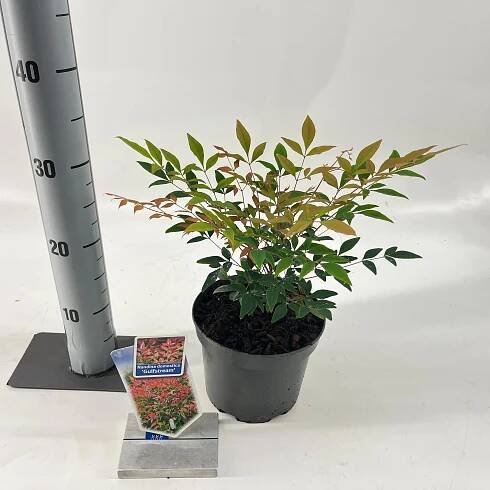 Show details for Nandina domestica 'Gulfstream'
