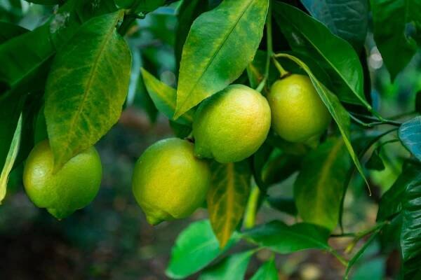 How to Fix Lemon Tree Leaf Problems: Natural Remedies & Organic Tips