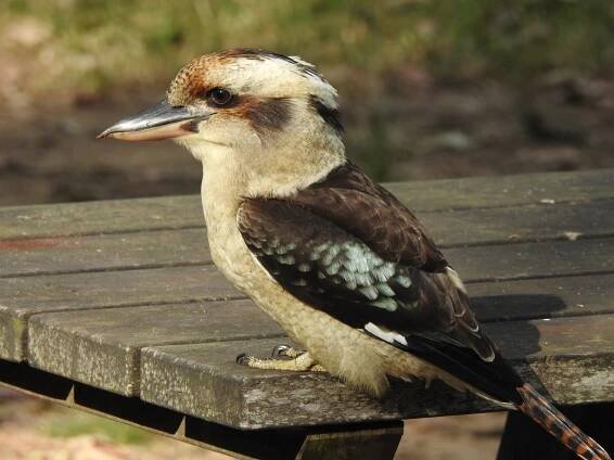 Kookaburras up close - Trevor's Birding