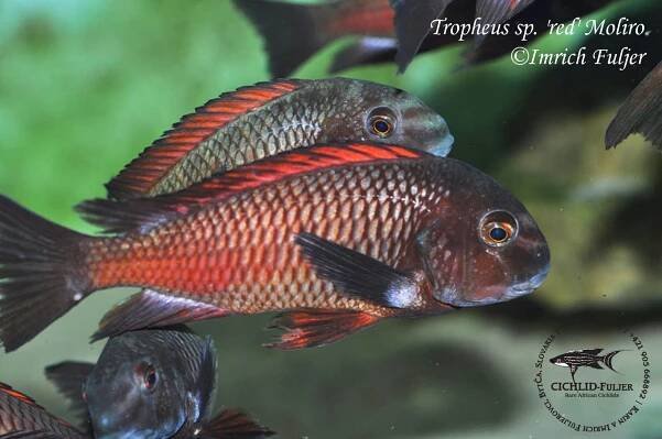 Tropheus sp. 'red' Moliro