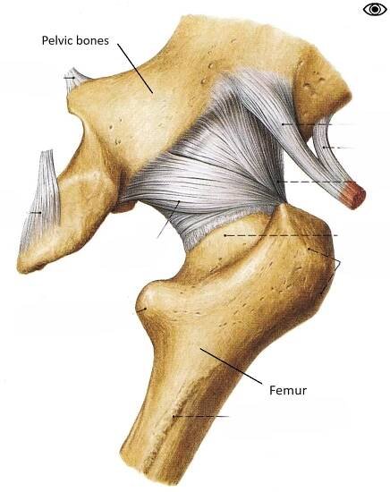 Posterior view of the right hip.