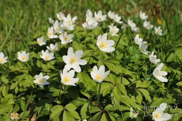 Anemone nemorosa - sasanka hajní | Lukáš Hrdinka | Autoři | iBotky.cz