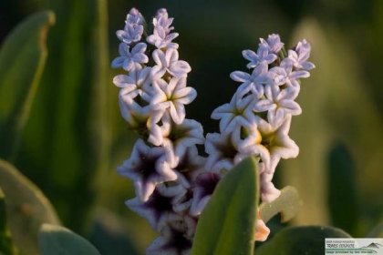  Wild Heliotrope - Heliotropium curassavicum