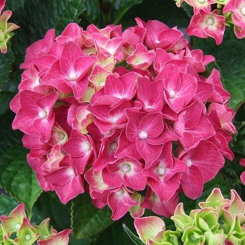 Bauernhortensie rosa