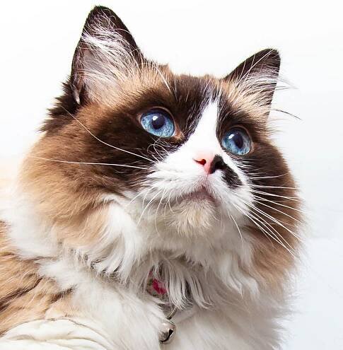 Cat Photography | Simon Kane Photography | Stunning Images To Last A Lifetime