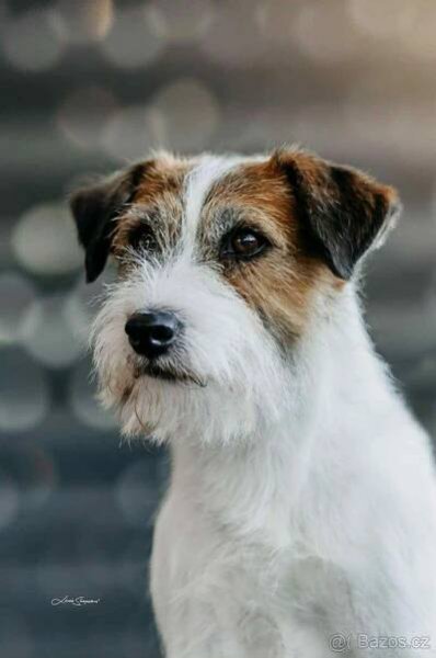 štěnátka jrt s PP - Praha - západ