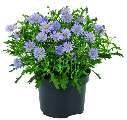 Brachyscome