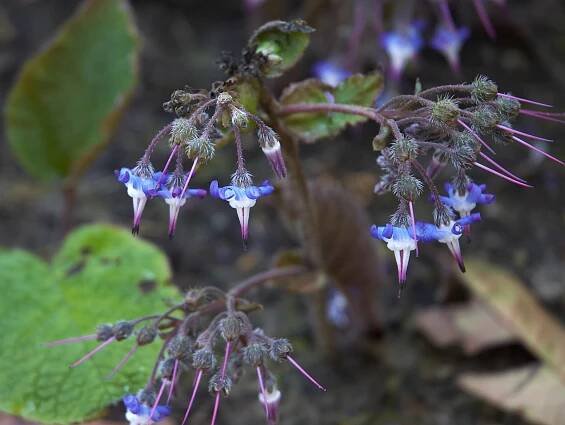 Trachystemon