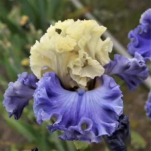 TALL BEARDEDS – KEITH KEPPEL IRIS