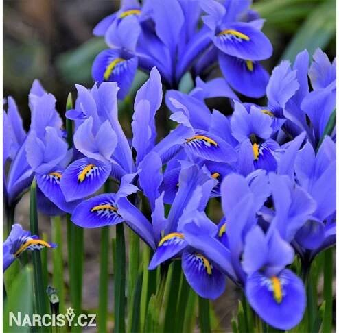 Iris - Harmony reticulata - Narcisy.cz