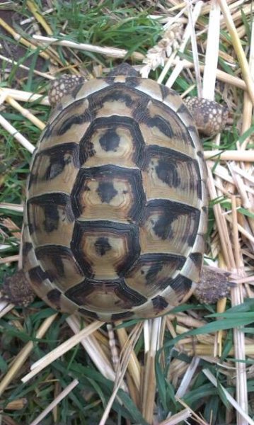 Marginata | Želvy na prodej