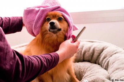 Kvalita srsti je odrazem zdraví každého psa a kočky. Odborníci varují před šampony a krmivem