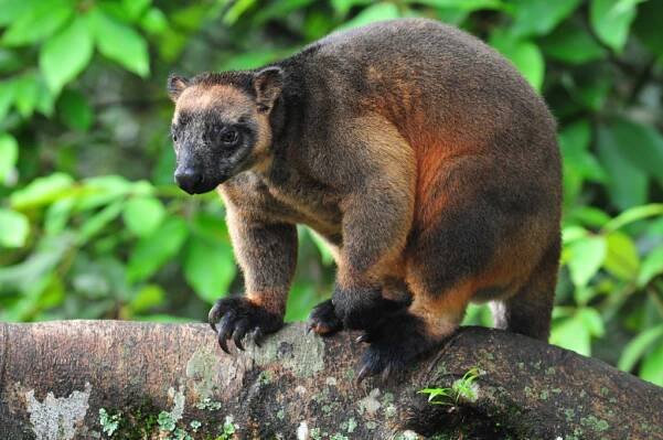 Geoffrey, a tree kangaroo is on a branch in the rainforest.