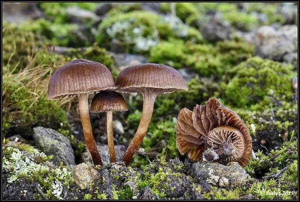 Lysohlávka horská - Psilocybe montana (Pers.) P. Kumm. | www.ohoubach.cz