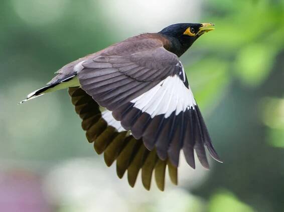  - Common Myna