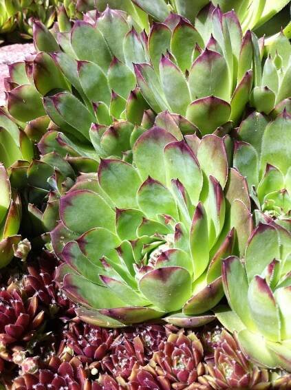 17 Evergreen Ground Cover Options for Year-Round Color in the Garden