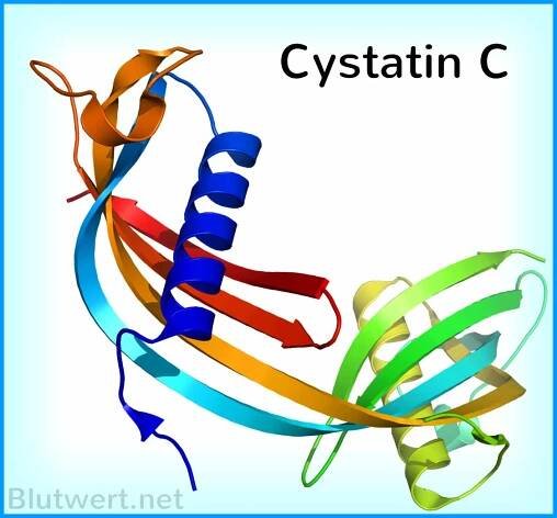 Cystatin C (Blutwert CysC): was sagt der Wert aus?